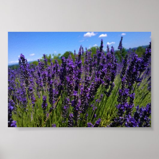 Lavenfarm Poster (Vorne)