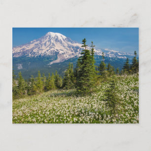 Lawinenliken und Berg Rainier Postkarte