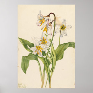 Lawinenlilie (Erythronium montanum) Poster