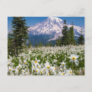 Lawinenlilien und Berg Rainier 2 Postkarte