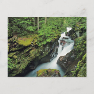 Lawinenschlucht im Glacier-Nationalpark im Postkarte