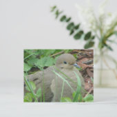 Lawn Dove Postkarte (Stehend Vorderseite)