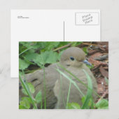 Lawn Dove Postkarte (Vorne/Hinten)
