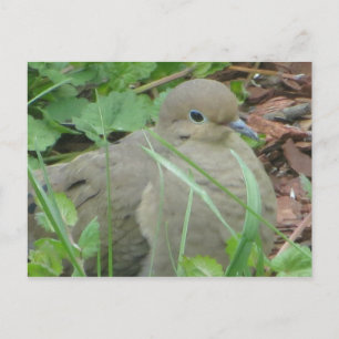 Lawn Dove Postkarte