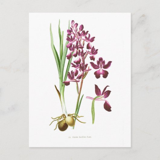 Laxflora Postkarte (Vorderseite)