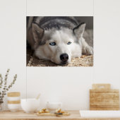 Lay Down Husky Schlittenhund Schöne Kunst drucken Poster (Küche)