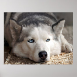 Lay Down Husky Schlittenhund Schöne Kunst drucken Poster