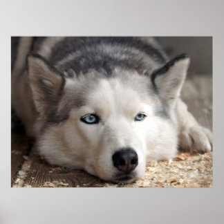 Lay Down Husky Schlittenhund Schöne Kunst drucken Poster