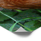 Lay Hen Chicken Poster (Ecke)