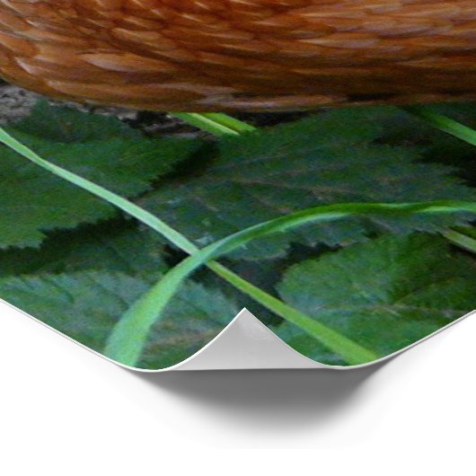 Lay Hen Chicken Poster (Ecke)