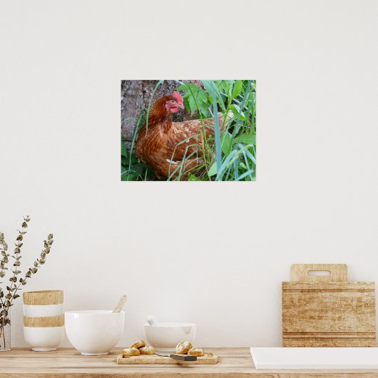 Lay Hen Chicken Poster (Küche)