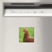 Lay Hen Rhode Island Red Chicken Magnet (In Situ (Geschirrspüler))