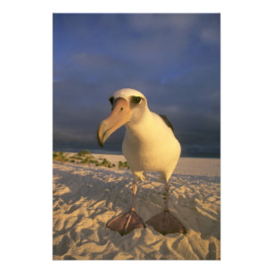 Laysan-Albatros, Diomedea immutabilis), Fotodruck