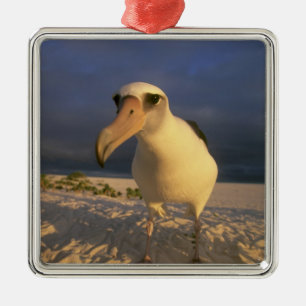 Laysan-Albatros, Diomedea immutabilis), Ornament Aus Metall