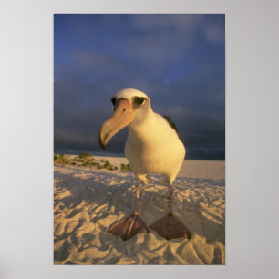 Laysan-Albatros, Diomedea immutabilis), Poster