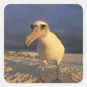 Laysan Albatros, Diomedea immutabilis), Quadratischer Aufkleber
