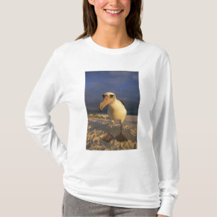 Laysan-Albatros, Diomedea immutabilis), T-Shirt