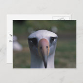 Laysan Albatros Postkarte (Vorne/Hinten)