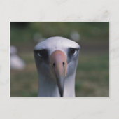 Laysan Albatros Postkarte (Vorderseite)