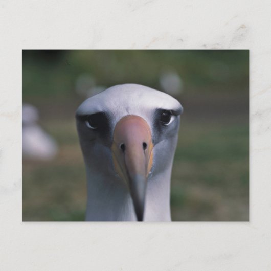 Laysan Albatros Postkarte (Vorderseite)