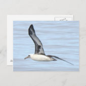 Laysan Albatros-Postkarte Postkarte (Vorne/Hinten)