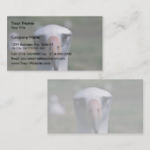 Laysan Albatros Visitenkarte (Vorne/Hinten)