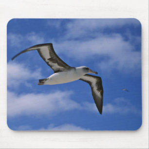 Laysan Albatrosfliegen in einer Luft Mousepad