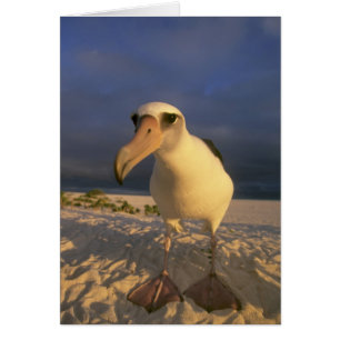 Laysan Albatross, Diomedea immutabilias),