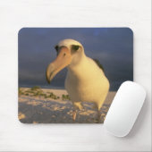 Laysan Albatross, Diomedea immutabilias), Mousepad (Mit Mouse)