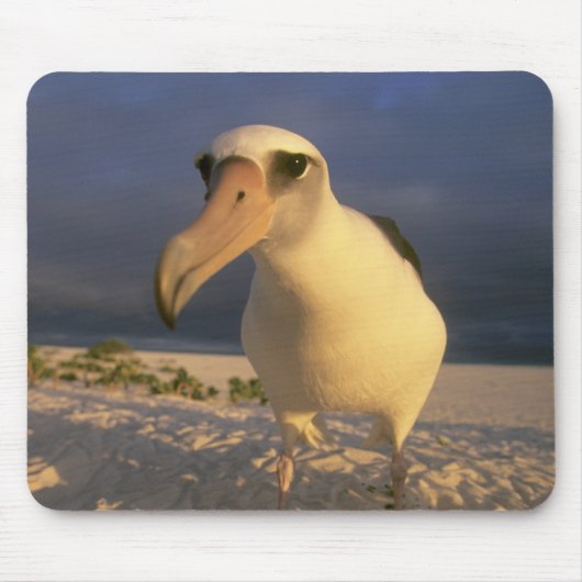 Laysan Albatross, Diomedea immutabilias), Mousepad (Vorne)