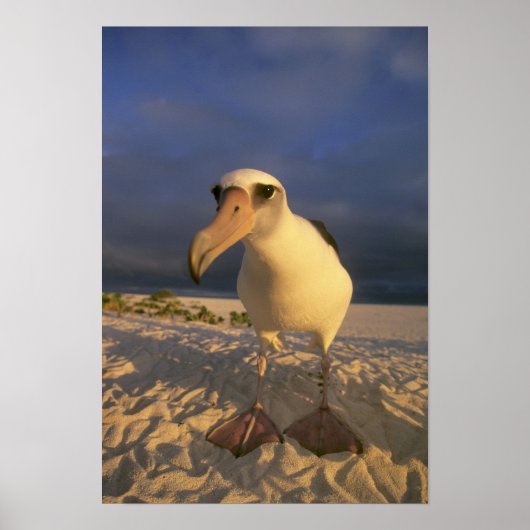 Laysan Albatross, Diomedea immutabilis), Poster (Vorne)