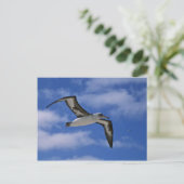 Laysan-Albatross in der Luft Postkarte (Stehend Vorderseite)