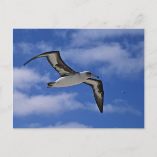 Laysan-Albatross in der Luft Postkarte (Vorderseite)