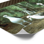 Laysan Albatross Poster (Ecke)