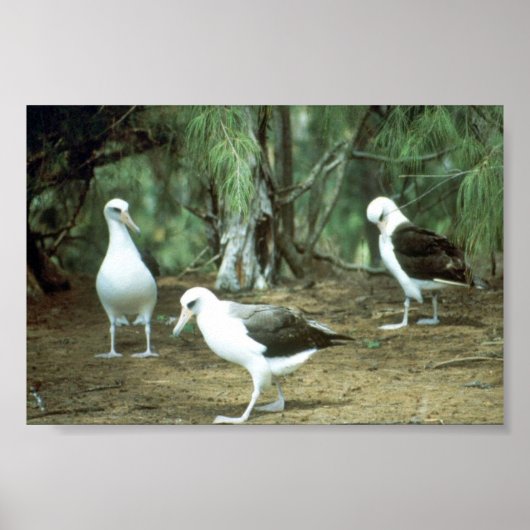 Laysan Albatross Poster (Vorne)