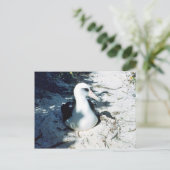 Laysan Albatross Postkarte (Stehend Vorderseite)