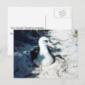 Laysan Albatross Postkarte (Vorne/Hinten)