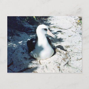 Laysan Albatross Postkarte