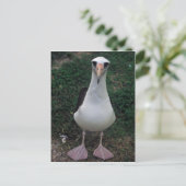 Laysan albatross stehend postkarte (Stehend Vorderseite)