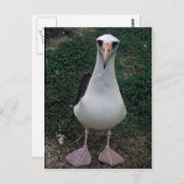 Laysan albatross stehend postkarte (Vorne/Hinten)