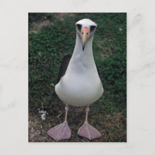 Laysan albatross stehend postkarte