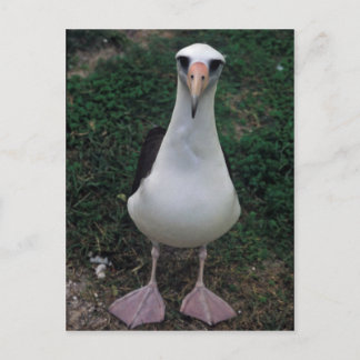 Laysan albatross stehend postkarte