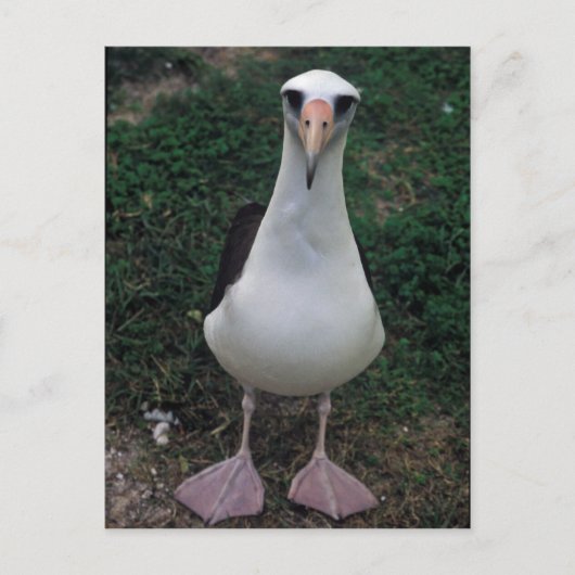 Laysan albatross stehend postkarte (Vorderseite)