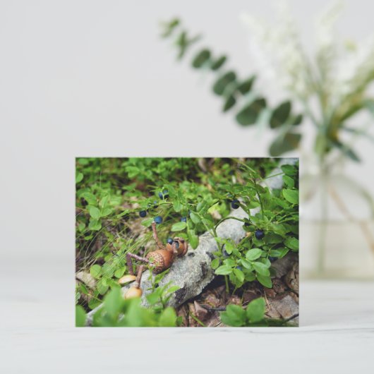 Lazy Acorn elf frisst Heidelbeeren Postkarte (Stehend Vorderseite)