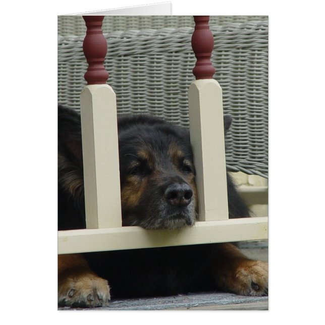 Lazy Afternoon Snooze (Vorne)