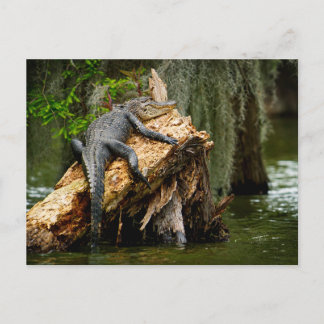 Lazy Alligator Postcard von DeGruy Postkarte