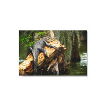 Lazy Alligator Stretched Canvas Print von DeGruy