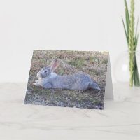 Lazy Bunny Greeting