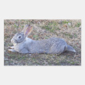 Lazy Bunny Stickers (Vorderseite)