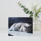 Lazy Cat Napping Postkarte (Stehend Vorderseite)